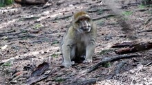 Moroccan Berber Monkey Sitting In Forest