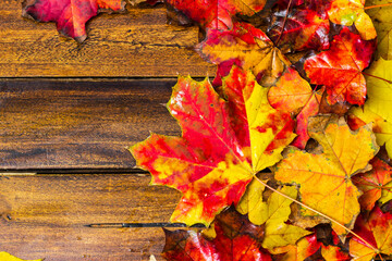 Colorful autumn maple leaves on dark wooden background