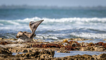 Brown Pelican Eating On A Rocky Beach Surrounded By Sargassum Seaweed With Waves Of The Caribbean Ocean In The Background In Sian Kaan National Park On A Sunny Afternoon 