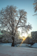 Wall Mural - Sunset rays over the Kronvalda park and bridge over Riga City Canal on cold and snowy winter evening