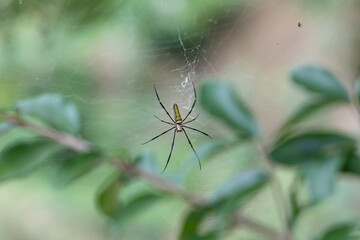 Sticker - Macro shot of a spider on a web against blurred background