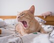 Ginger European cat yawning on bed in the morning