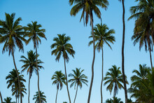 Several Coconut Trees In Sunny Day And Blue Sky