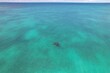Aerial shot of group of dolphins swimming in the blue transparent waters of Caribbean sea