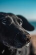 Closeup of sad black doggy resting on sandy beach
