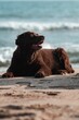 Brown dog chilling on sunny sandy beach