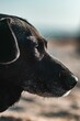 Profile shot of cute black dog chilling on sunny beach