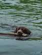 Cute dog swimming and exercising with a stick in the water