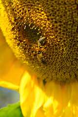 Wall Mural - Bee and flower. Close-up of two large striped bees collecting pollen on a sunflower on a Sunny  day. Macro photography