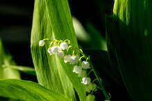 Lily Of The Valley Spring Flowers Blooming. Convallaria Majalis Close-up. Small White Lily-of-the-valley Flowers And Young Green Leaves. The First Lilies Of The Valley Wild Forest Flowers Bloom Nature