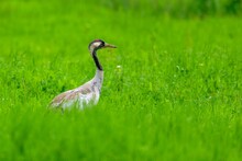 Closeup Shot Of A Common Crane In The Green Grass