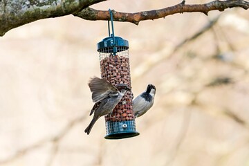 Poster - Closeup of two common sparrows eating from the bird feeder in park