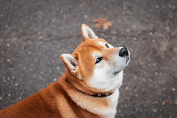 Wall Mural - Portrait of a Japanese Shiba Inu breed dog walking in an autumn foggy park. Ukrainian dog shiba inu Kent