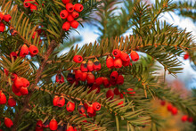 Yew Tree With Red Fruits. Taxus Baccata. Branch With Mature Berries. Red Berries Growing On Evergreen Yew Tree Branches. European Yew Tree With Mature Cones. Green Coniferous Tree With Red Berries.
