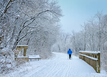 Man In Blue Ski Jacket Skiing Cross-country Along Trail On Snowy Day In Midwestern State Park; Bridge And Gazebo On Foreground; Tree Covered With Snow On Both Sides