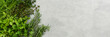 © pundapanda - Thyme and rosemary, cilantro and parsley, dill, different types of green herb spices banner, top view, copy space