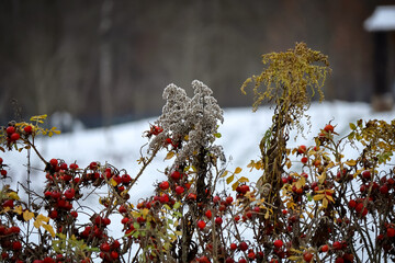 Wall Mural - Dry fluffy and yellow salidago plant flowers over red berries of rosehip hedge in winter