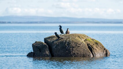 Sticker - Closeup of group of aquatic cormorant birds perched on rock in the sea on sunny day