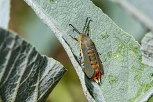 Closeup Of A Squash Vine Borer Standing On The Green Leaf