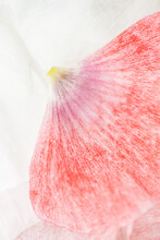 Detail Photo Of Pink Poppy Flower Petals.
