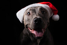 Pit Bull Blue Nose Dog With Red Santa Claus Hat. Isolated On Black Background For Christmas. Low Light. Waiting For Santa Claus To Arrive. Selective Focus