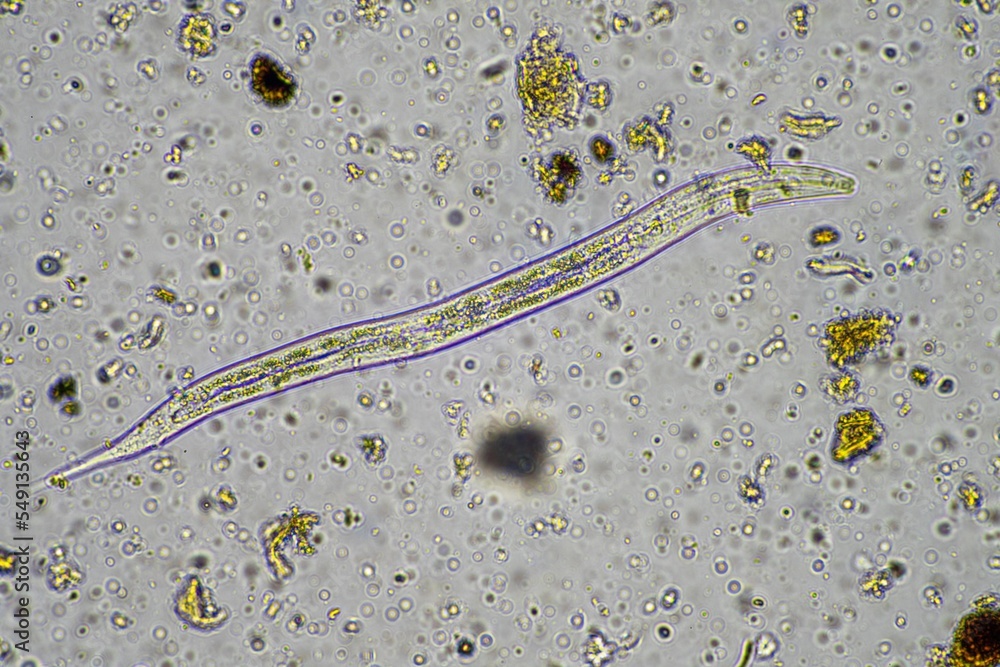 microorganisms and soil biology, with nematodes and fungi under the ...