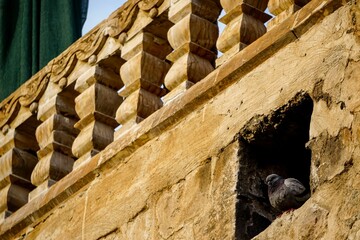 Wall Mural - Pigeon looking out from a hole in the wall of the Great Mosque of Mardin in Turkey under a clear sky