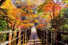紅葉の花貫渓谷汐見滝吊橋