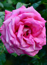 A Pink Rose In Garden. Wedding Bells Is A Pink Hybrid Tea Rose By Kordes, Germany, 2019