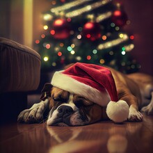 Sleeping Dog With Santa Hat Christmas Tree In The Background, Boxer