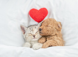 Aufkleber - Cute tiny Toy Poodle puppy hugs happy tabby kitten under white warm blanket on a bed at home. Top down view