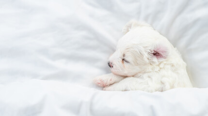 Aufkleber - Tiny Bichon Frise puppy sleeps under  white blanket on a bed at home. Top down view. Empty space for text