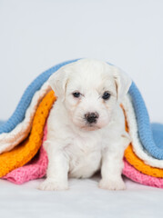 Aufkleber - Tiny bichon frise puppy lying under stack of warm plaids in cold autumn or winter weather