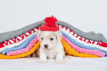 Aufkleber - Cute Bichon frise puppy wearing tiny cap lying under stack of warm plaids in cold autumn or winter weather
