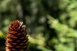 Closeup shot of a brown pine tree cone against the green isolated background