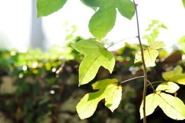 maple leaf, maple leaves or green leaf or acer saccharum marsh