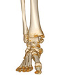 CT Scan ankle and foot or Computed Tomography of Ankle joint and Foot 3D Volume Rendering image showing fractured Tibia and fibula bone.