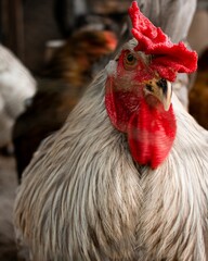 Sticker - Vertical shot of a hen on a rural farm on a blurred background