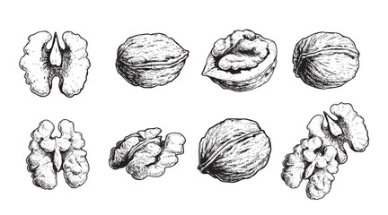 Wall Mural - Hand drawn sketch style walnut set. Organic healthy food. Best for package and food design. Nuts vector illustrations isolated on white background.