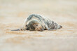 Grey seal lying on a sandy beach. 