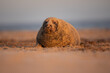 Grey seal covered in sand in golden light lying on a sandy beach.  
