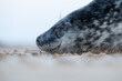 Headshot of a Grey Seal pup lying on sandy beach.