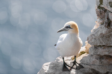 Wall Mural - close up of a northern gannet against bokeh background
