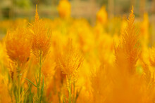 Closeup And Crop Scene Of Orange Celosia Flower On Blurred Celosia Meadow Background.