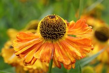 Closeup Of A Helenium Autumnale (Common Sneezeweed) In A Garden