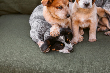  Australian cattle dog puppy outdoor. Blue and red heeler dog breed. Puppies on the backyard. Dog litter. Dog kennel