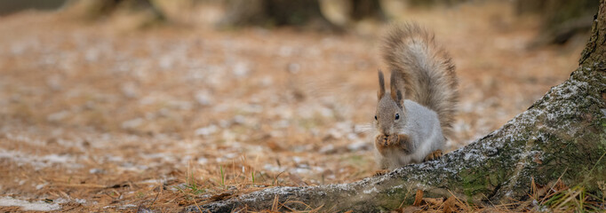 Wall Mural - Cute Eurasian red squirrel (Sciurus vulgaris) is sitting on the grass and eating something. Sized to fit for cover image on popular social media site.