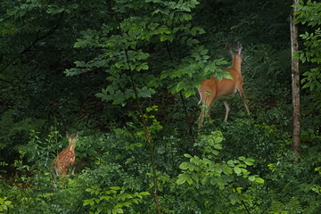 Wall Mural - A Doe and her fawns make their way through the green growth in our woods in early Spring.  Newborn deer and mother in Windsor in Upstate NY.