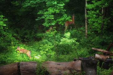 Wall Mural - A Doe and her fawns make their way through the green growth in our woods in early Spring.  Newborn deer and mother in Windsor in Upstate NY.