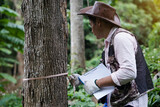 Fototapeta  - Asian male botanist is measuring trunk of tree to analysis and research about growth of tree. Concept, forest valuation. Conservation of environment.